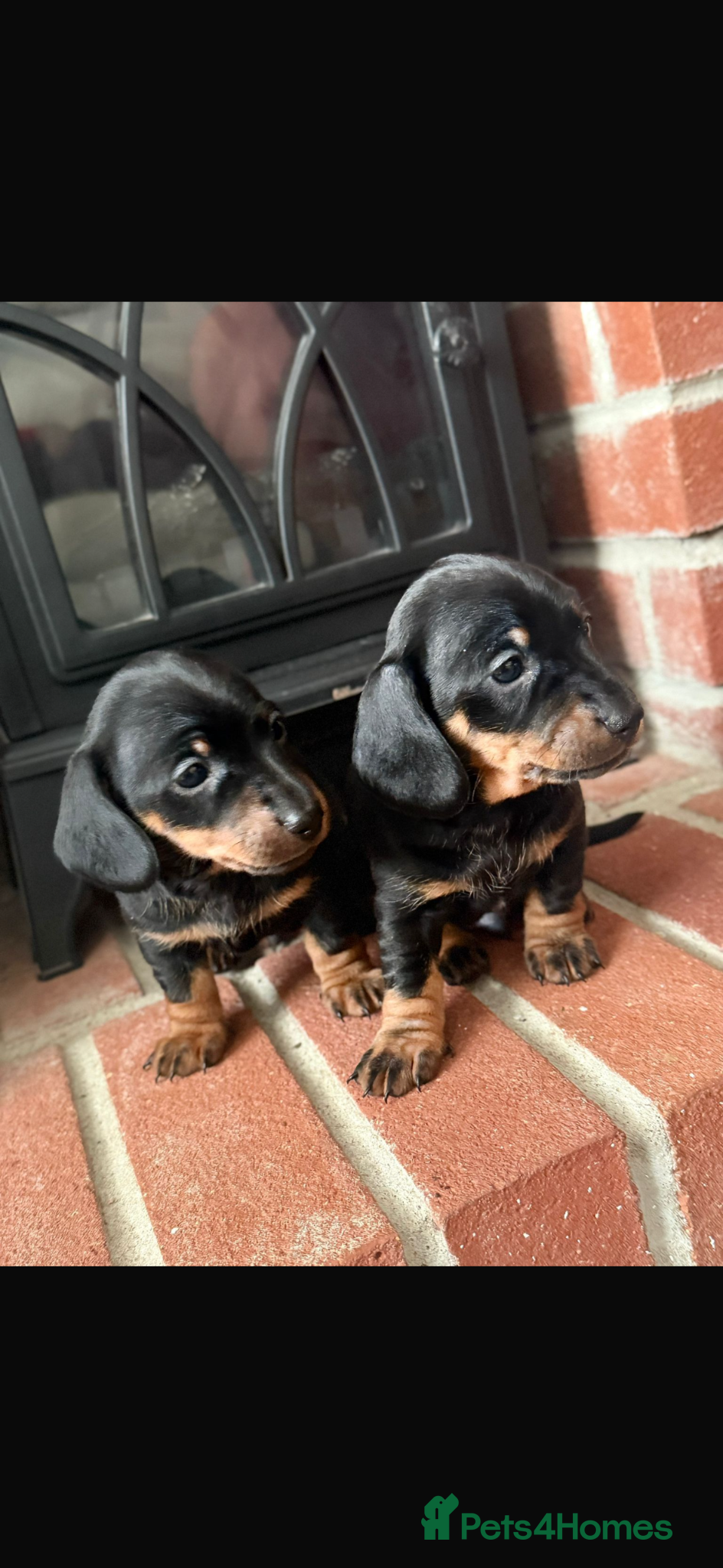 Miniature Dachshund dogs Miniature dachshund puppies  - Advert 1