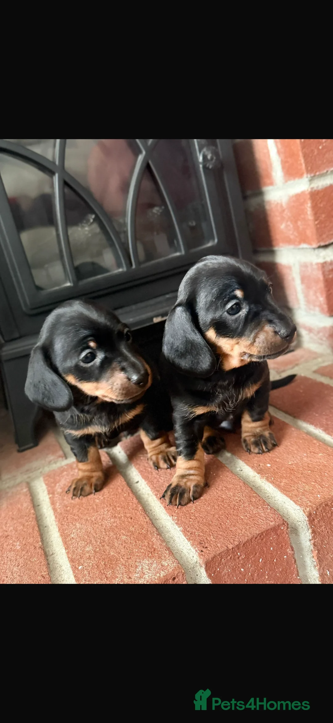 Miniature Dachshund dogs for sale: Miniature dachshund puppies  - Advert 1