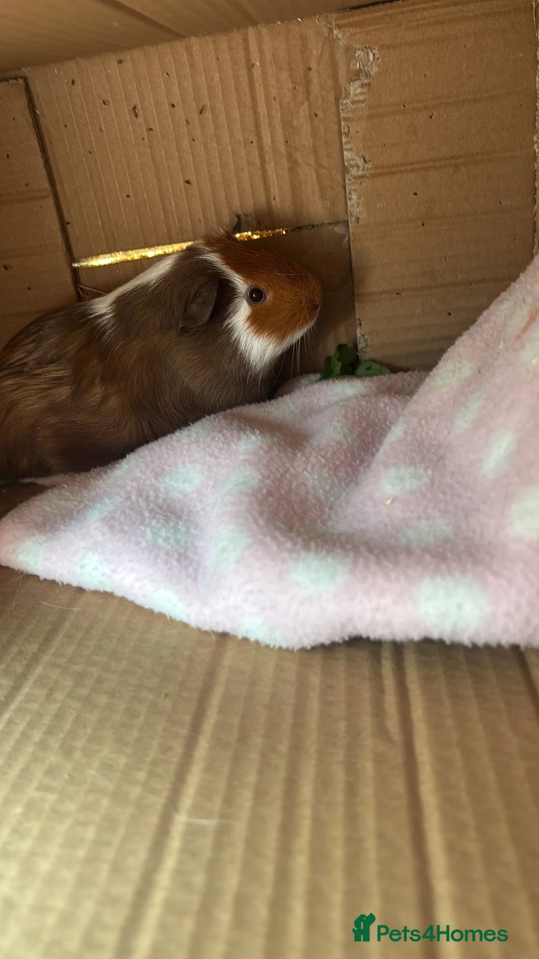 Guinea Pig rodents for sale: Male guinea pig in Derby - Advert 3
