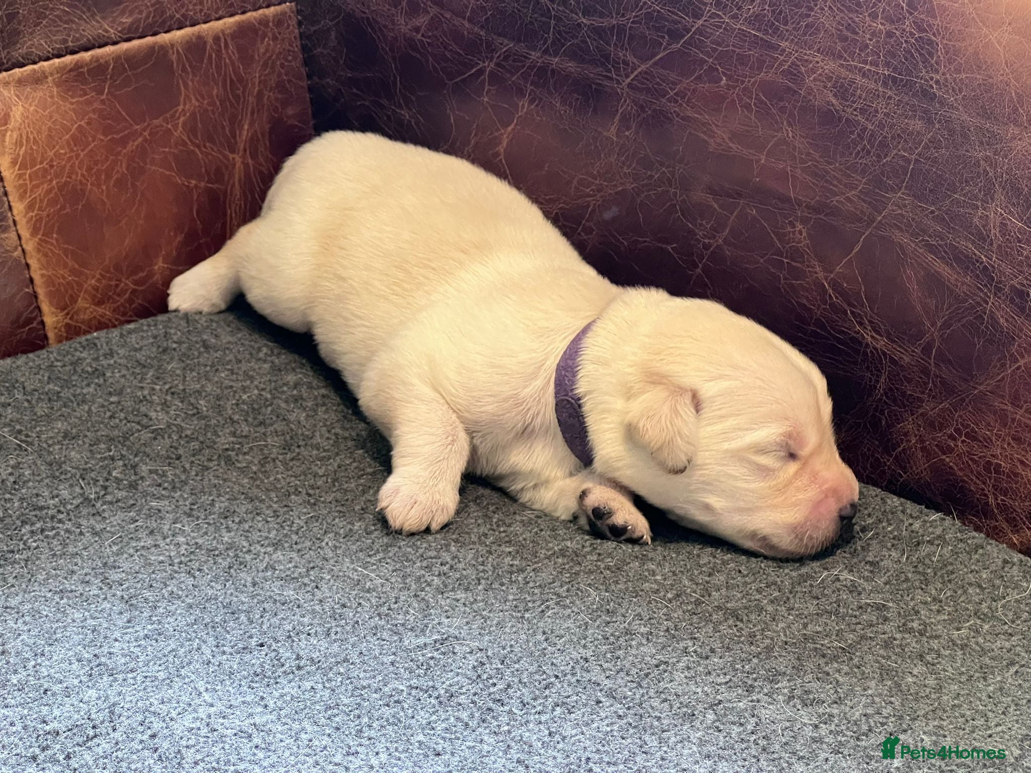 Labradoodle dogs 🐾 Homebred F2B Labradoodle Puppies 🐾 - Advert 2