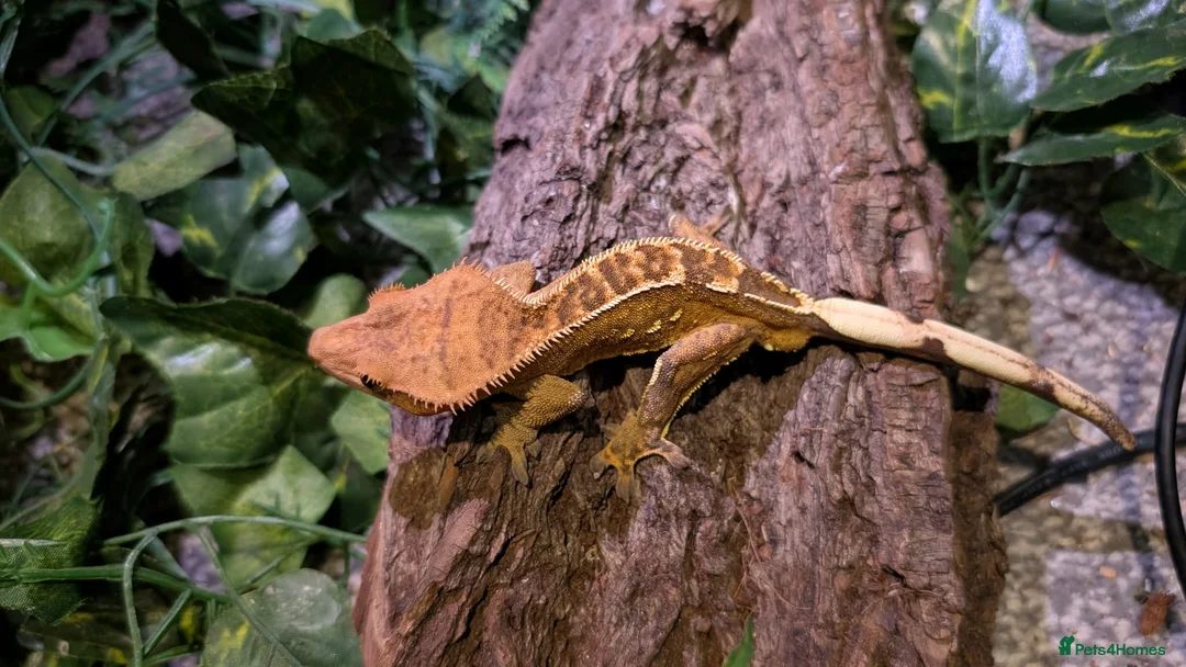 Gecko reptiles for sale: Crested geckos for sale  - Advert 2