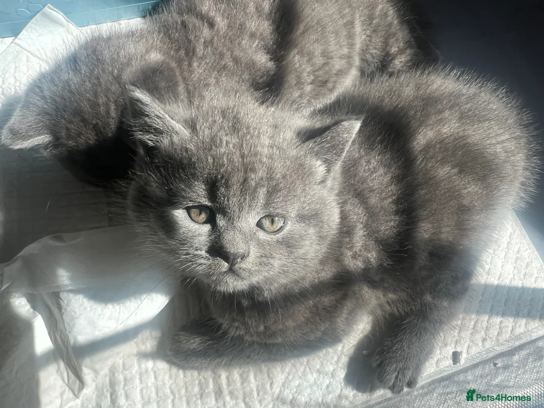 Scottish Fold cats for sale: Super Cute Kittens  in Birmingham - Advert 27