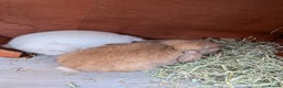 Mini Lop rabbits for sale: Bonded Pair of Mini Lop Males – 9 Months Old - Advert 14