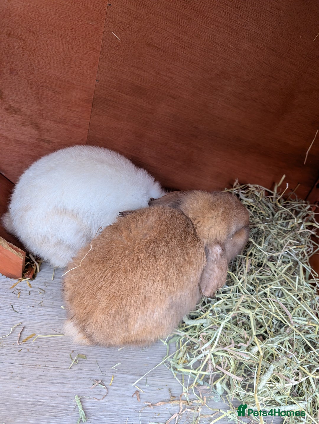 Mini Lop rabbits for sale: Bonded Pair of Mini Lop Males – 9 Months Old - Advert 14