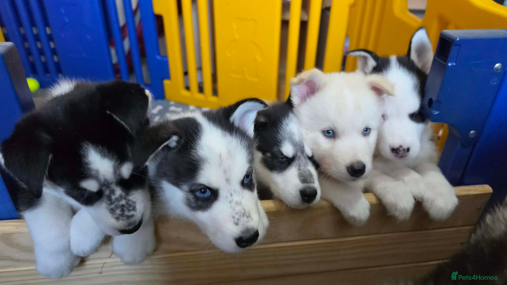 Siberian Husky dogs 5 Beautiful Husky puppies  - Advert 1