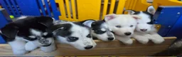 Siberian Husky dogs for sale: 5 Beautiful Husky puppies  in Neath - Advert 1