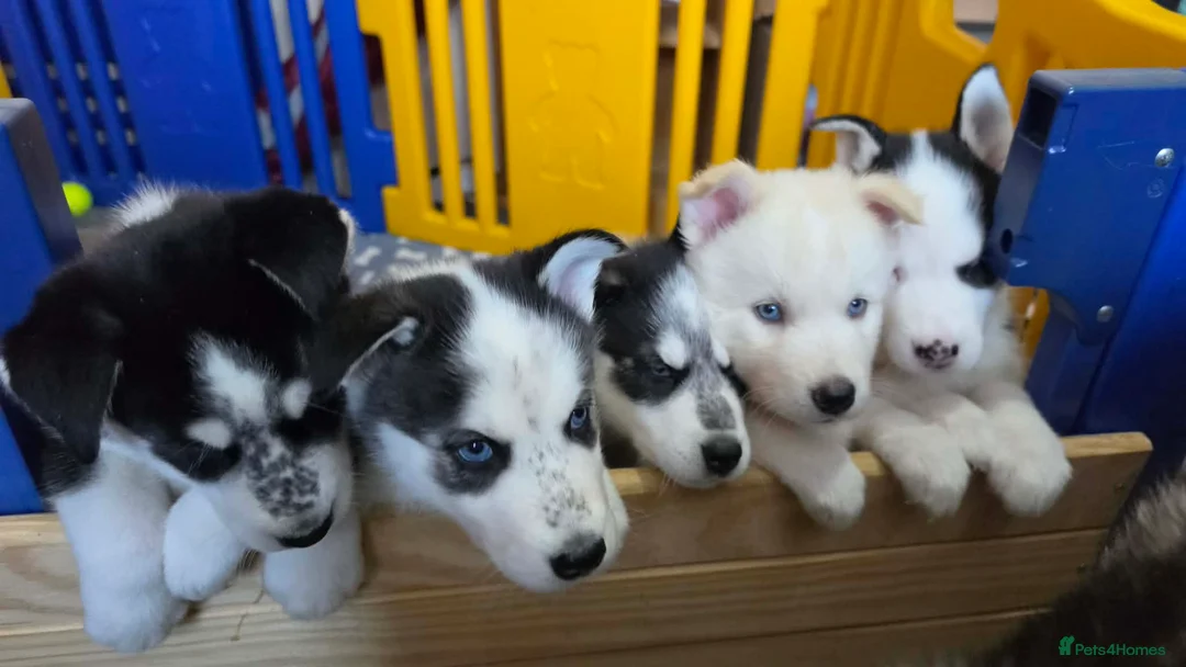 Siberian Husky dogs for sale: 5 Beautiful Husky puppies  in Neath - Advert 1