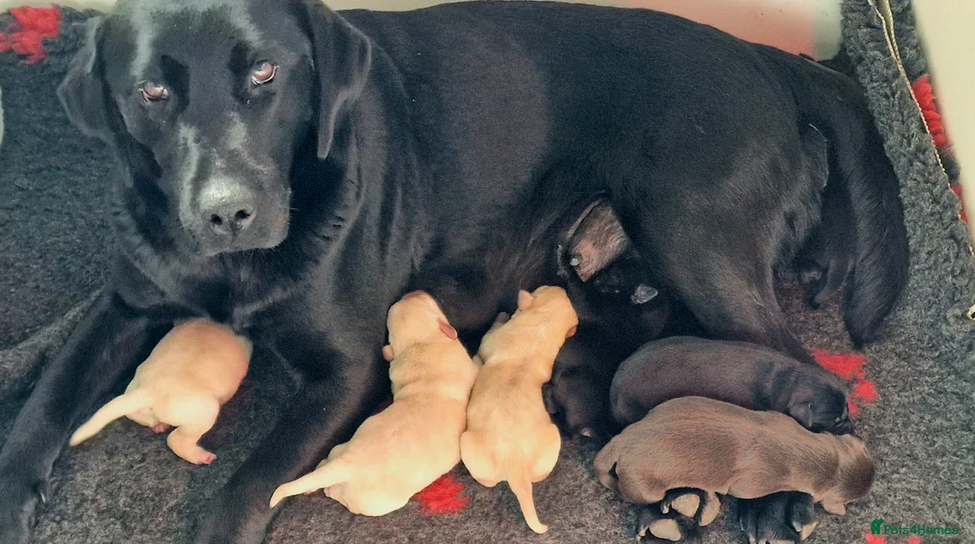 Labrador Retriever dogs for sale: Top quality black and yellow pups - Advert 1