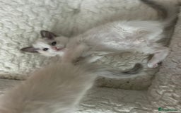 Ragdoll cats for sale: 5 Pure Ragdoll kittens - All Females -Pickup Ready - Image 8