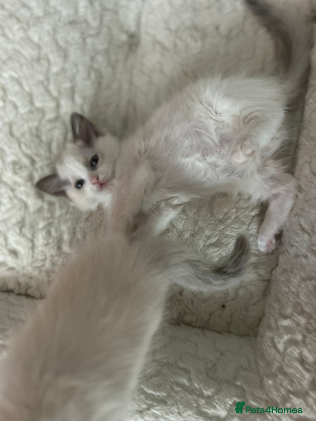 Ragdoll cats for sale: 5 Pure Ragdoll kittens - All Females -Pickup Ready - Image 8