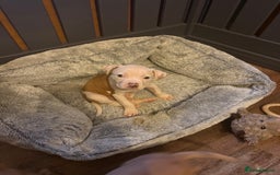 American Bulldog dogs for sale: Female American bulldog puppy - Image 3