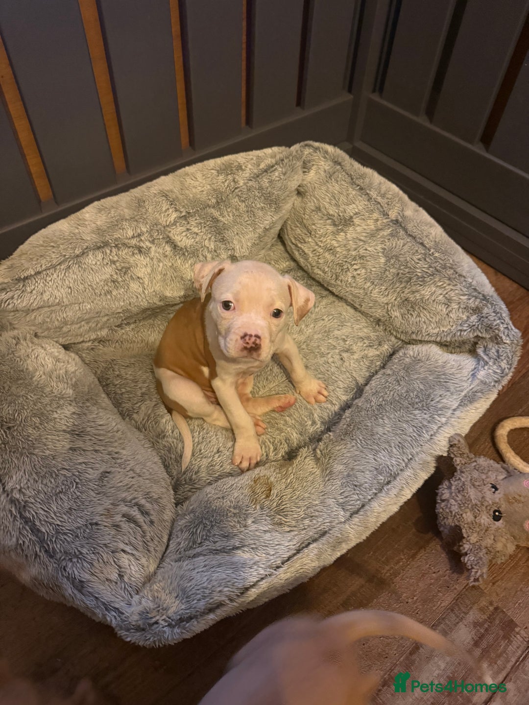 American Bulldog dogs for sale: Female American bulldog puppy - Image 3