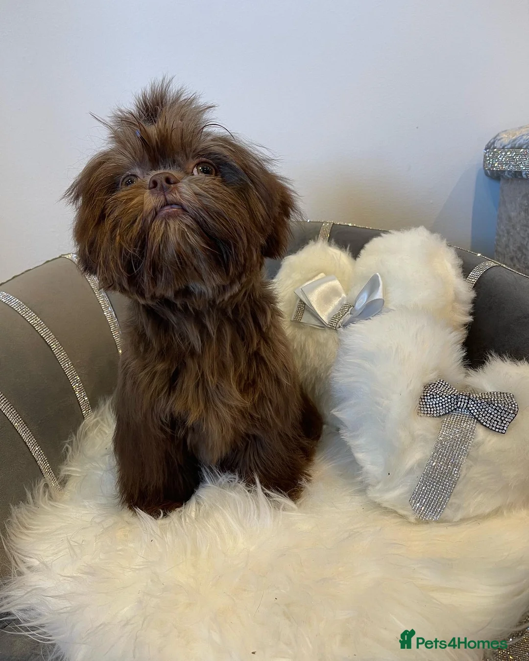 Shih Tzu dogs for stud: STUNNING CHOCOLATE IMPERIAL SHIHTZU OPEN AT STUD in Grays - Advert 2