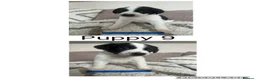 Mixed Breed dogs for sale: Border Collie/Retriever Cross German Shepard  - Advert 10