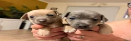 Jack Russell dogs for sale: 8 Beautiful Jack russell puppies - Advert 1