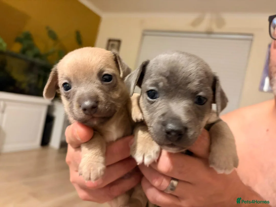 Jack Russell dogs for sale: 8 Beautiful Jack russell puppies - Advert 1