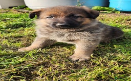 German Shepherd dogs for sale: KC reg German Shepherd Puppies - Family dogs - Image 19