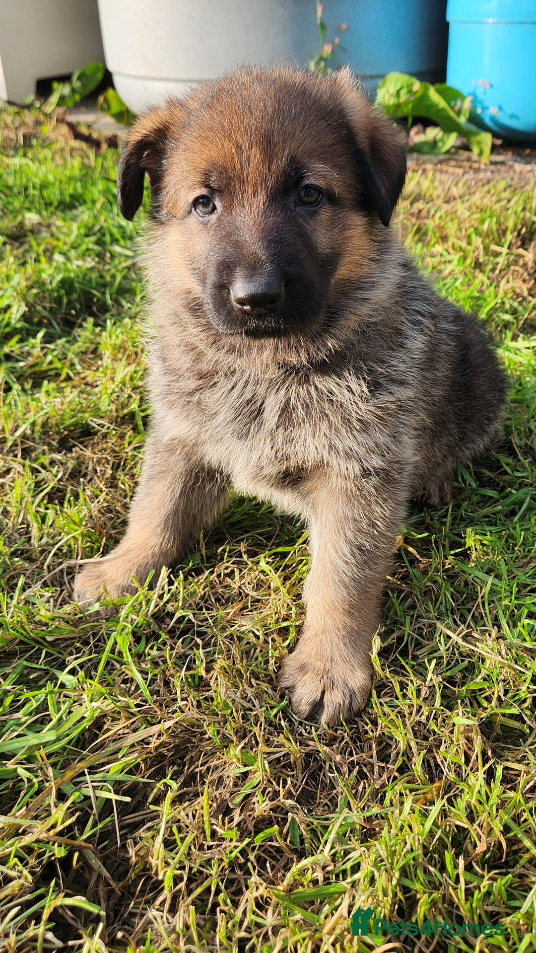 German Shepherd dogs for sale: KC reg German Shepherd Puppies - Family dogs - Image 19