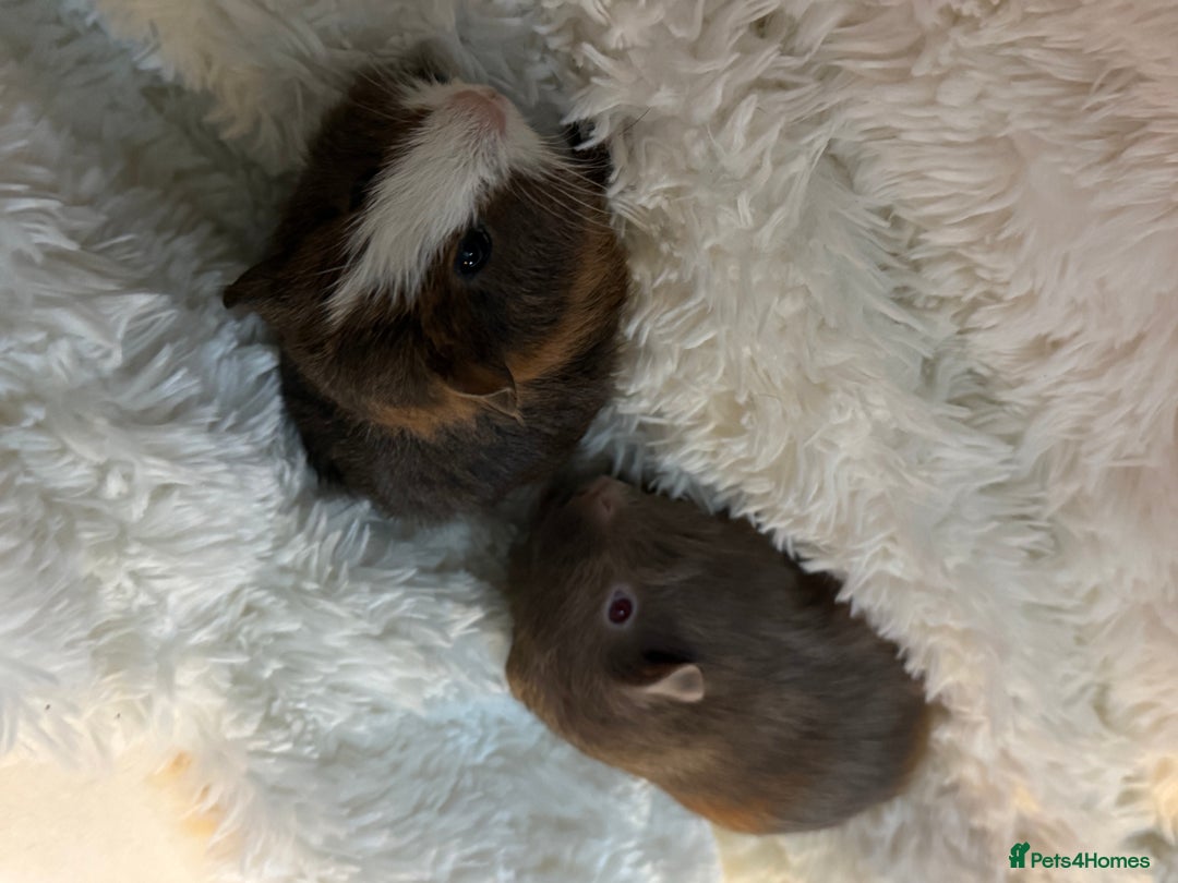 Guinea Pig rodents for sale: Baby Guinea pigs  - Advert 4