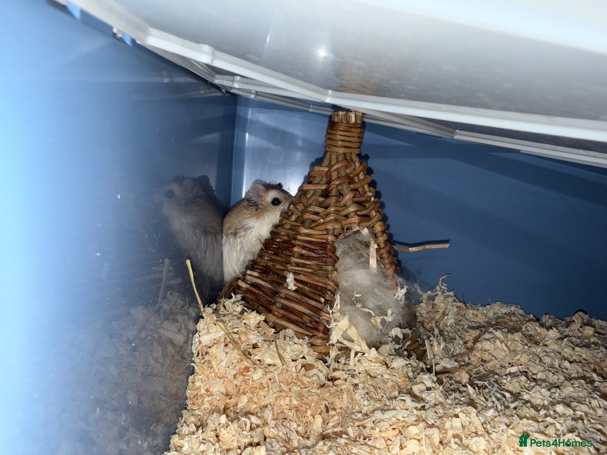 Hamster rodents Robo dwarf hamster - Advert 1