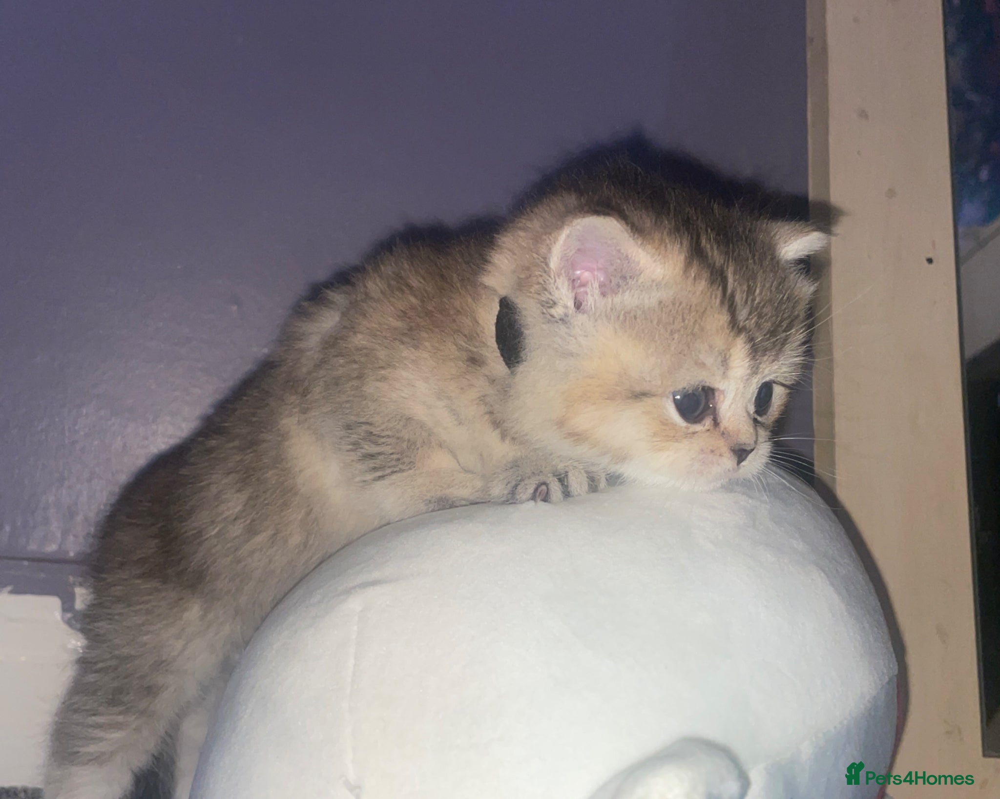 British Shorthair cats Tica bsh 😻 Golden british short hair - Advert 18