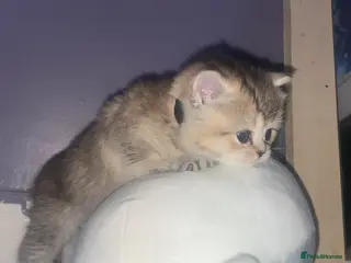 British Shorthair cats Tica bsh 😻 Golden british short hair - Advert 18