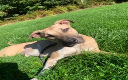 Mixed Breed dogs for sale: Billie and Evie lurcher x bullmastiff  - Image 8
