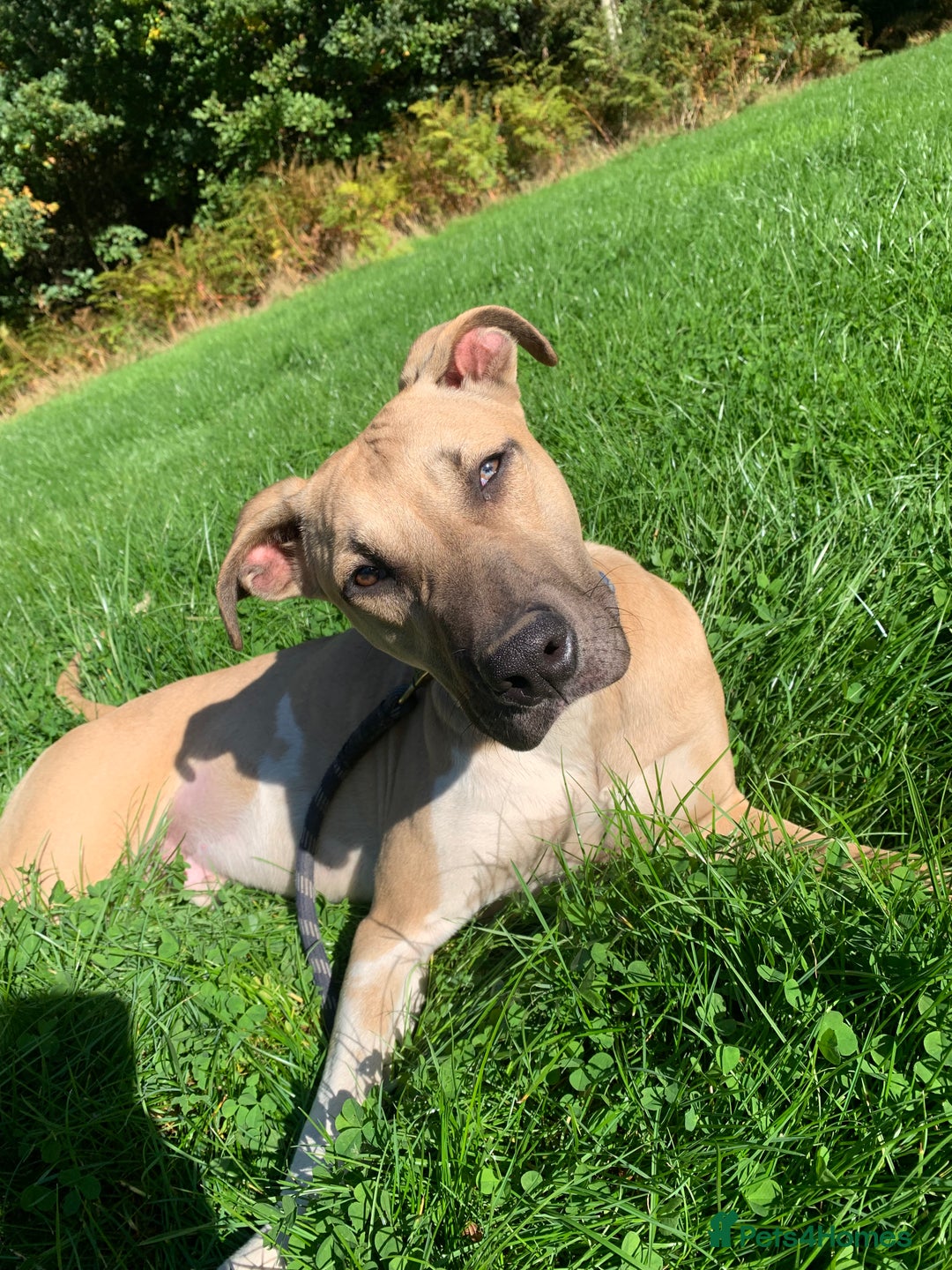 Mixed Breed dogs for sale: Billie and Evie lurcher x bullmastiff  - Image 8