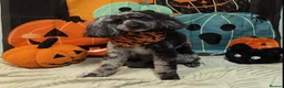 Miniature Poodle dogs for sale: Miniature Poodle Tess - Looking for forever home in Wirral - Advert 1