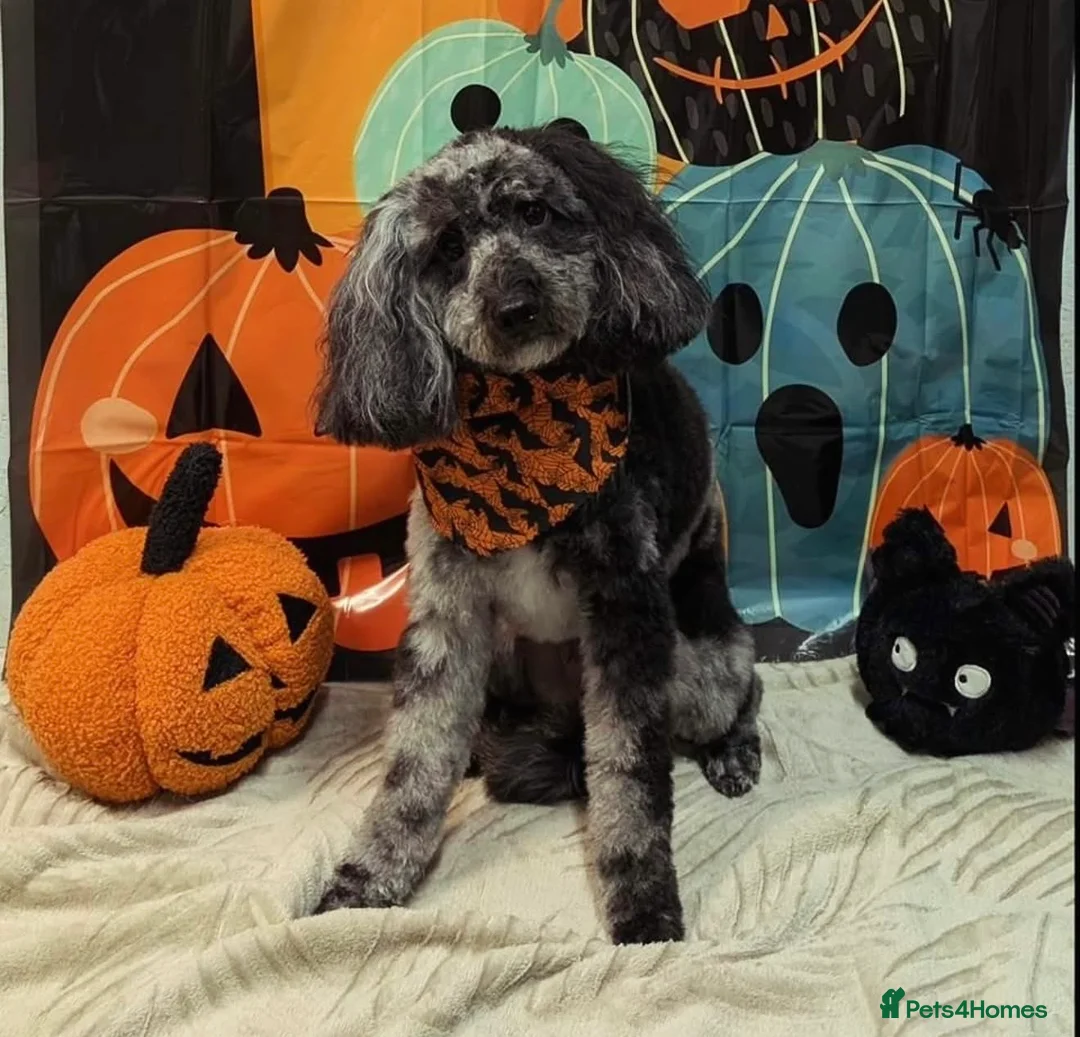 Miniature Poodle dogs for sale: Miniature Poodle Tess - Looking for forever home in Wirral - Advert 1
