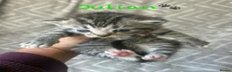 Mixed Breed cats for sale: British Blue/Silver Tabby Babies - Advert 9