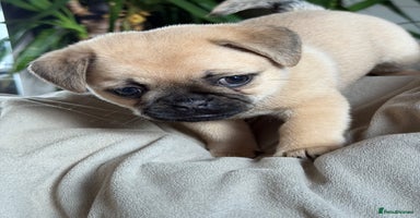Mixed Breed dogs - Advert 10
