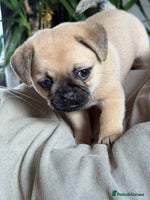 Mixed Breed dogs - Advert 10