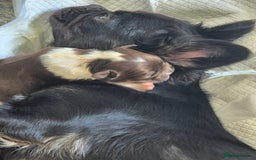 Mixed Breed dogs for sale: Adorable chester 6 months old  - Image 5