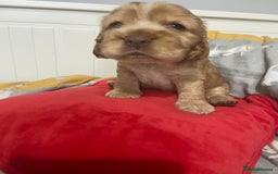 Cocker Spaniel dogs for sale: Show cocker spaniel puppies viewings this weekend! - Image 22