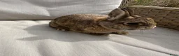 Netherland Dwarf rabbits for sale: Lovely Netherland Dwarf baby rabbits. - Advert 14