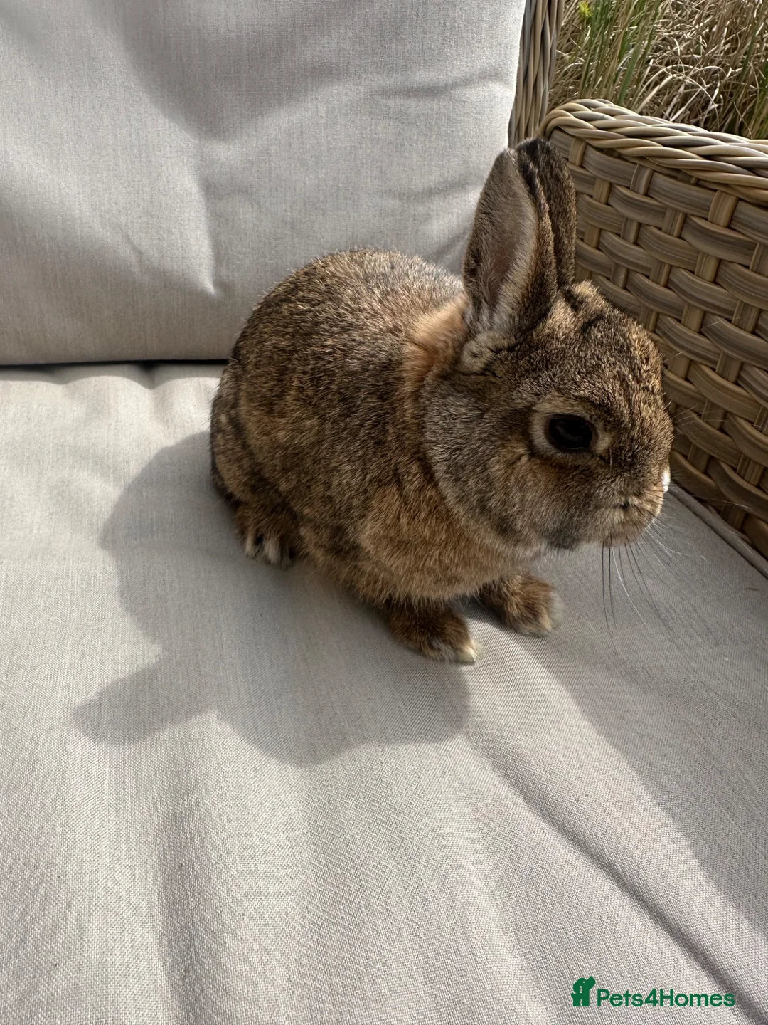 Netherland Dwarf rabbits for sale: Lovely Netherland Dwarf baby rabbits. - Advert 14