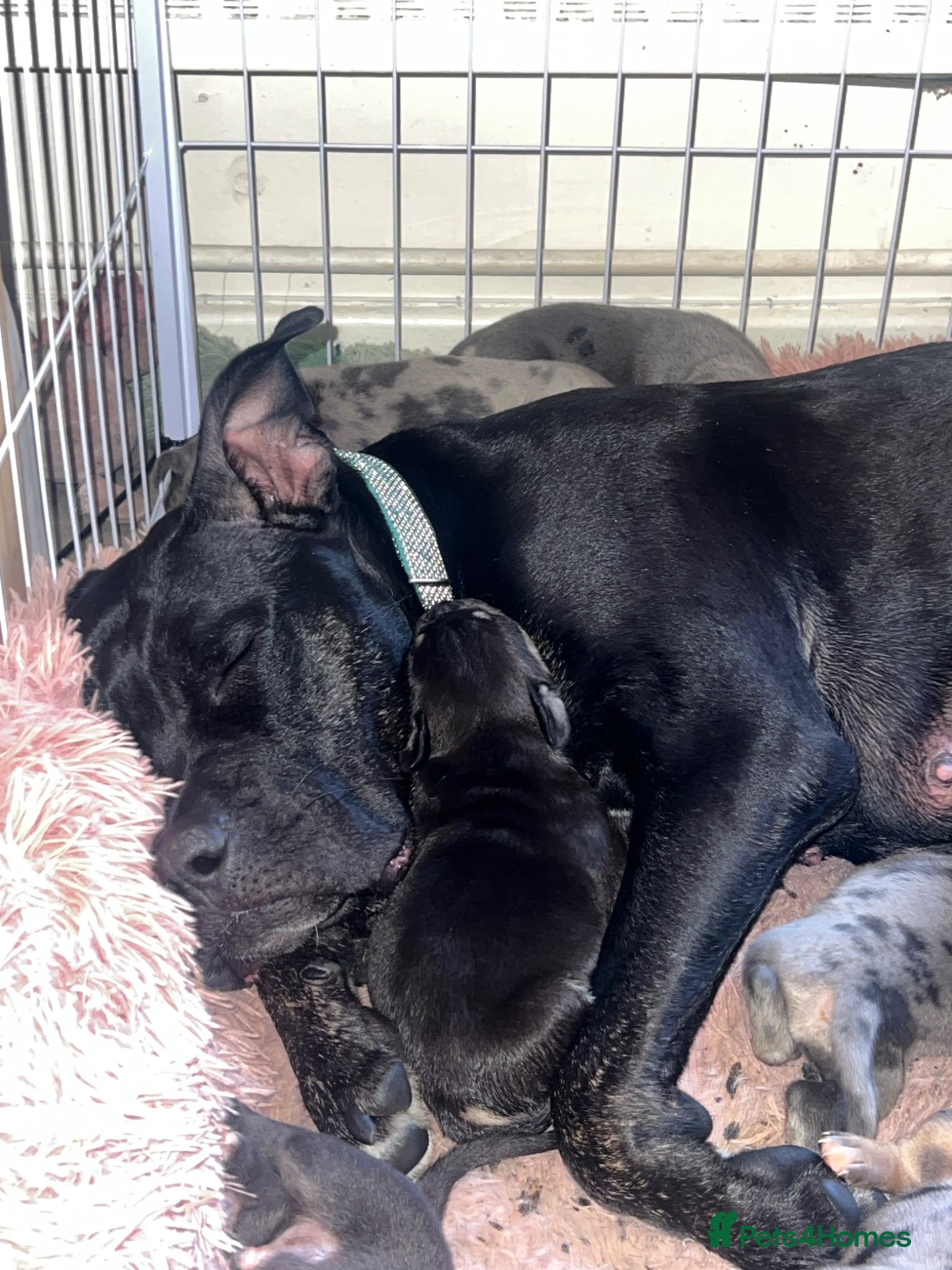Mixed Breed dogs Boy pups ready to go  - Advert 3