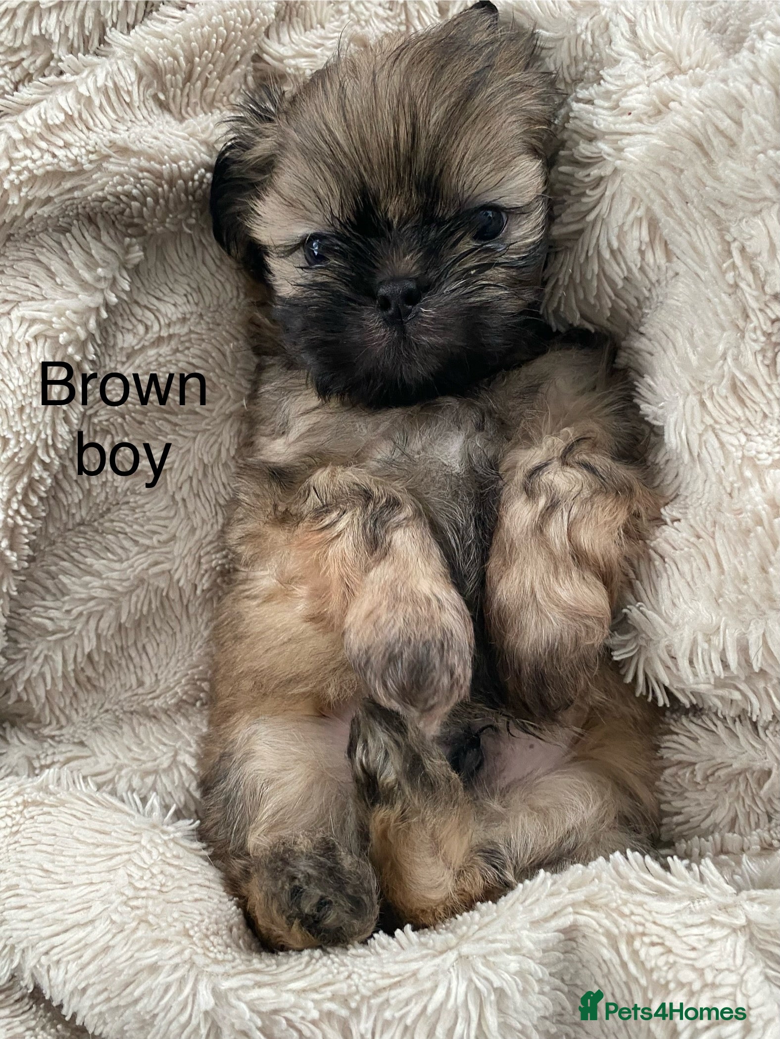 Shih Tzu dogs Shih Tzu puppies for sale  - Advert 2