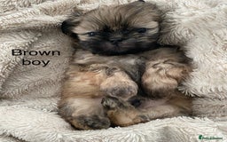Shih Tzu dogs for sale: Shih Tzu puppies for sale  - Advert 7