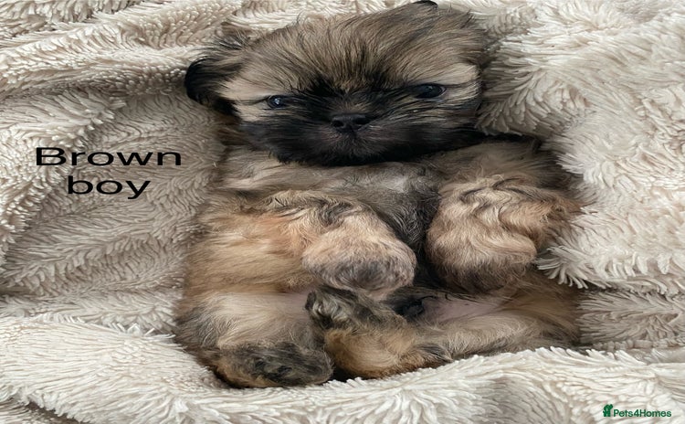 Shih Tzu dogs Shih Tzu puppies for sale  - Advert 6