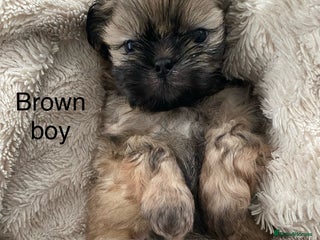Shih Tzu dogs Shih Tzu puppies for sale - Advert 3