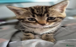 Mixed Breed cats for sale: 4 lovly kittens - Image 8