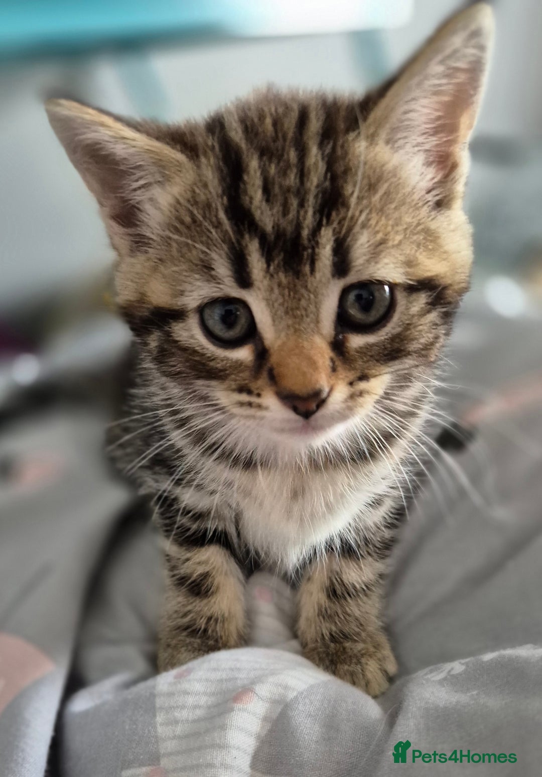 Mixed Breed cats for sale: 4 lovly kittens - Image 8