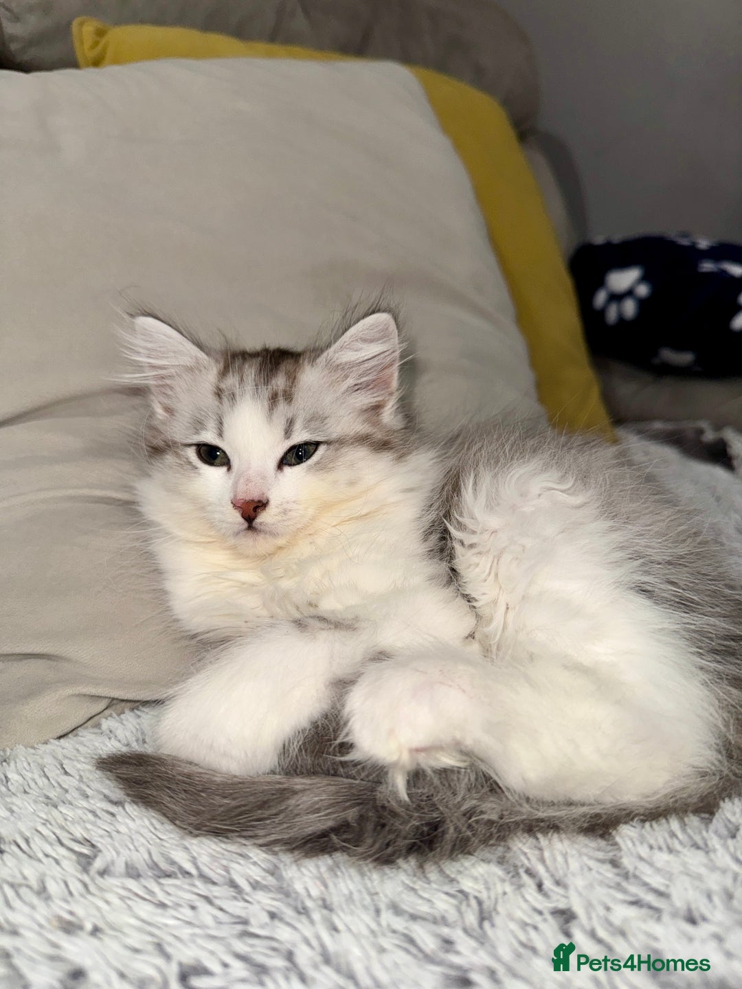 Norwegian Forest Cat cats for sale: Gorgeous Kittens Ready for Their Forever Homes 🐾 - Advert 13