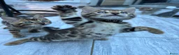 Bengal cats for sale: ❤️ Gorgeous Pure Bengal Babies! ❤️ - Advert 9