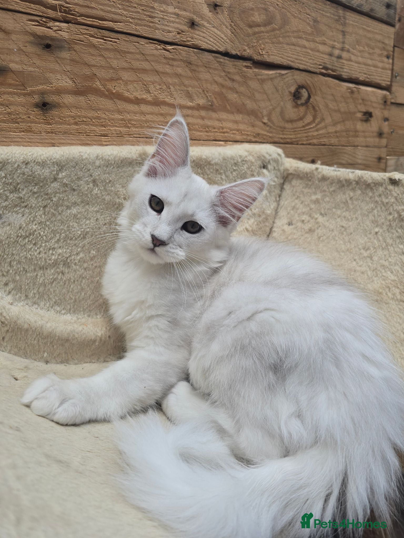 Maine Coon cats READY NOW - Maine Coons Shaded Shell Silver - Advert 1