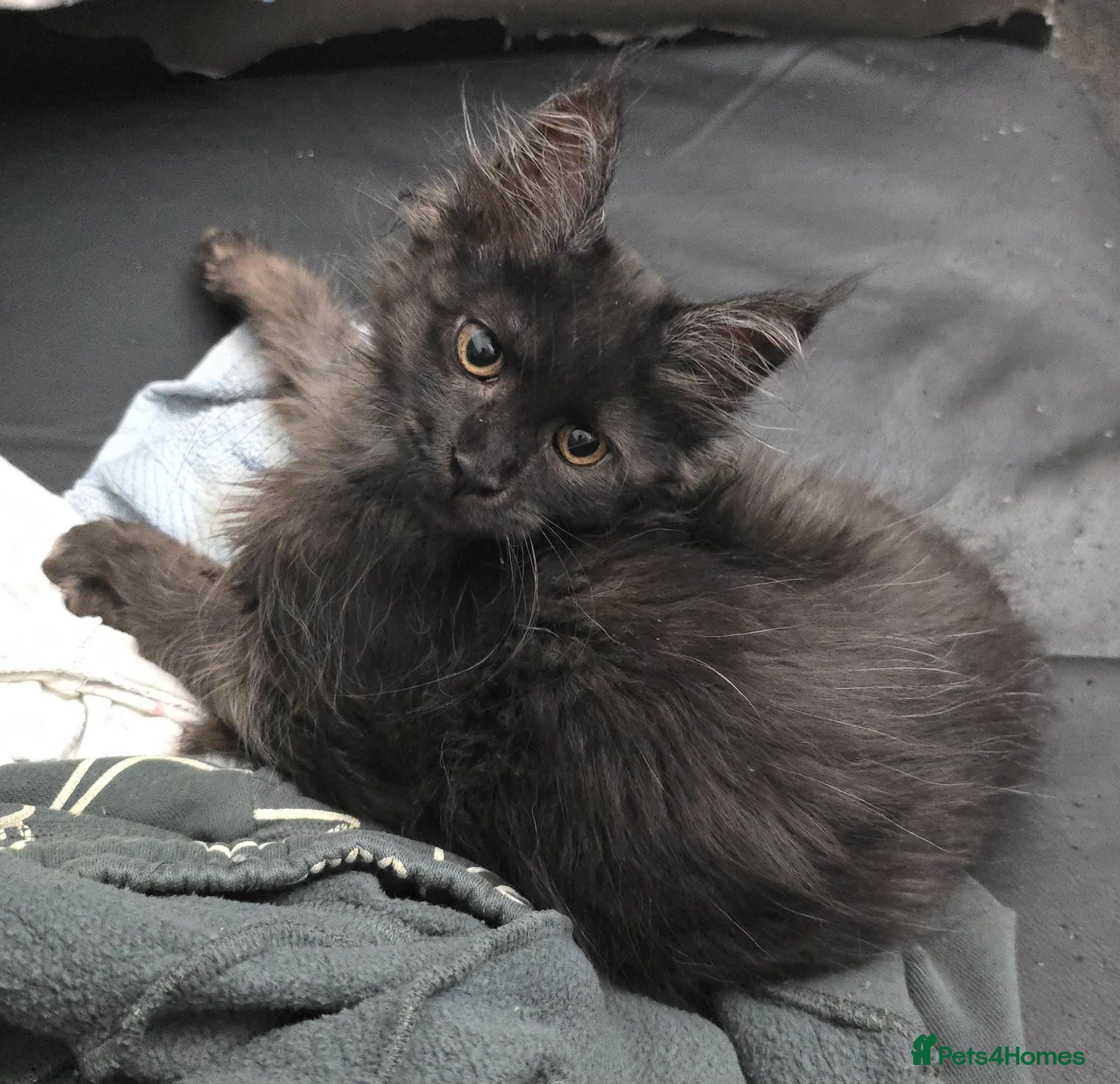 Maine Coon cats READY NOW Black Smoke Maine Coon Kitten - Advert 5