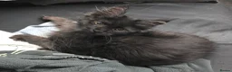 Maine Coon cats for sale: READY NOW Black Smoke Maine Coon Kitten - Advert 2