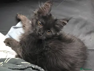 Maine Coon cats READY NOW Black Smoke Maine Coon Kitten - Advert 5